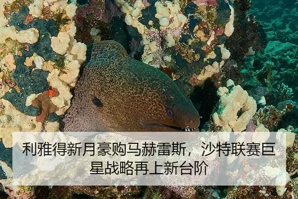 li-ya-de-xin-yue-hao-gou-ma-he-lei-si-sha-te-lian-sai-ju-xing-zhan-lve-zai-shang-xin-tai-jie-2-725.jpg